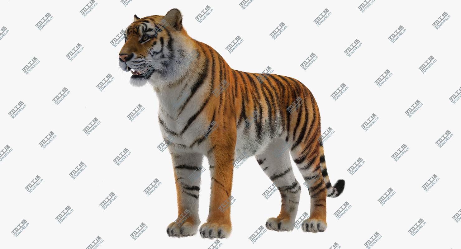 images/goods_img/2021040231/3D Tiger with Fur/2.jpg